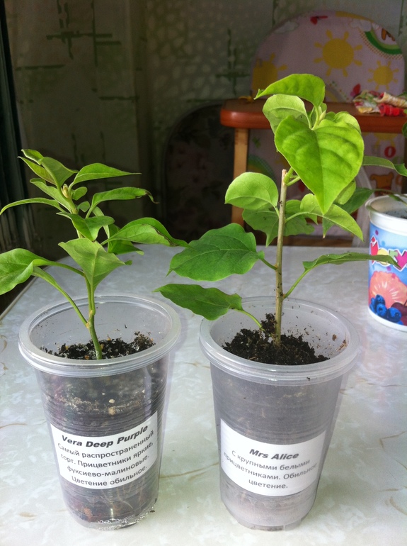 Цветочки болеют.