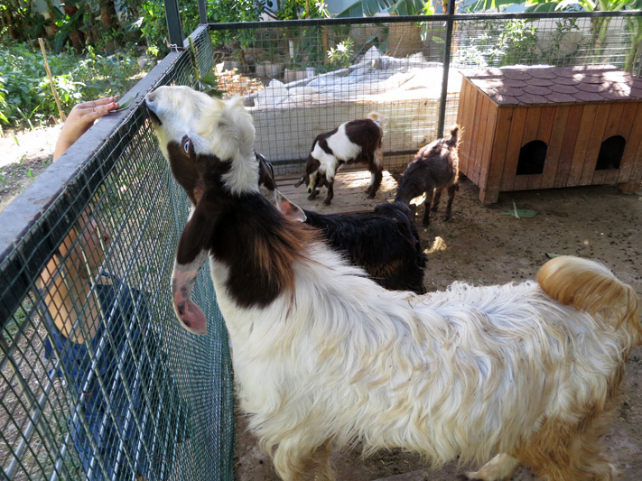 турция фетхие-4. развлечения