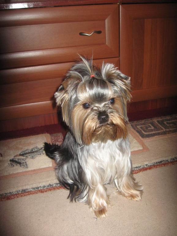 Подрастает мой Арсюша, Арси, Арсинал...))