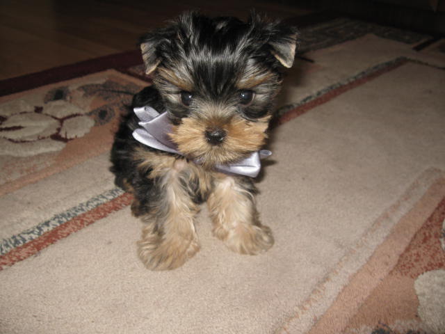 Подрастает мой Арсюша, Арси, Арсинал...))