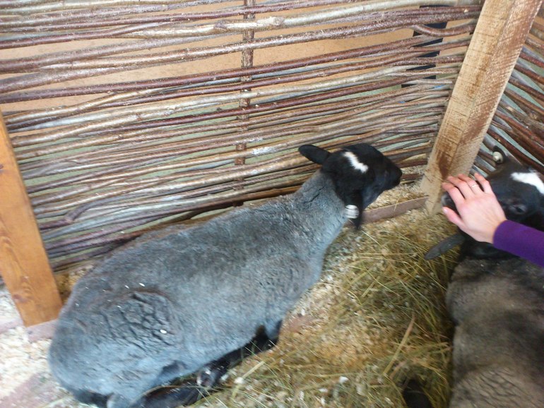 Контактный зоопарк на ВВЦ.