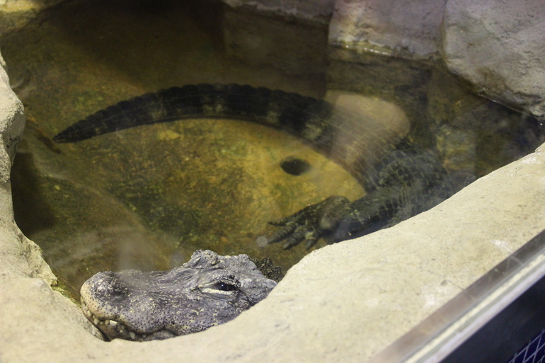 Осенний зоопарк!