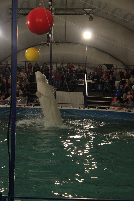 Дельфинарий!