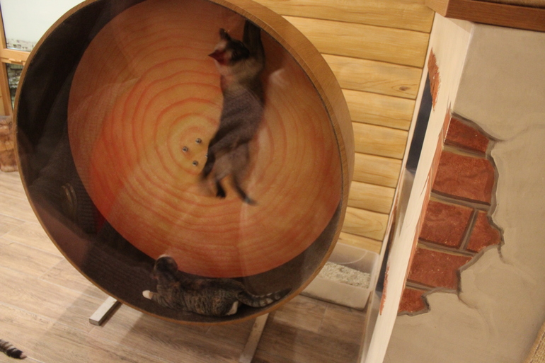 Театр кошек им.Куклачева!