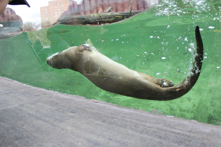 Осенний зоопарк!