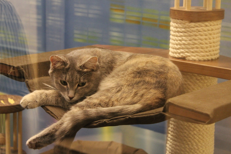 Театр кошек им.Куклачева!