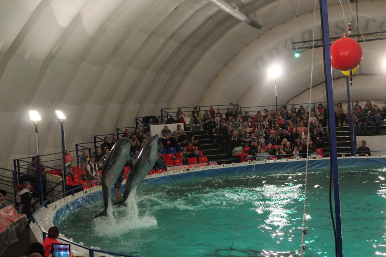 Дельфинарий!