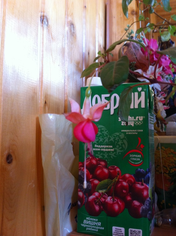 Перед рождением дочки расцвели цветочки!