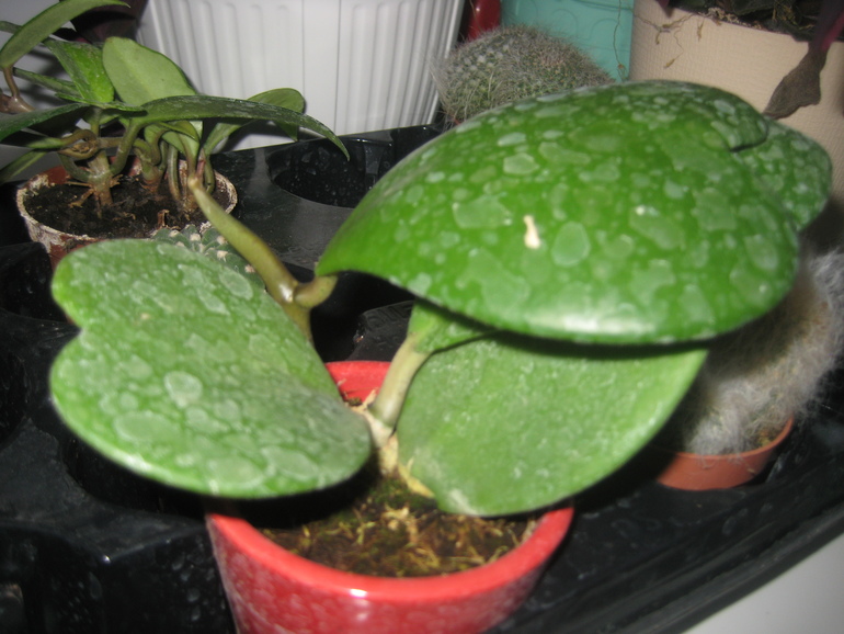 ХОЙЯ !!! как ухаживать? подскажите название!