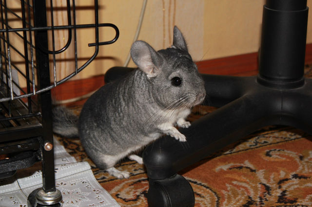 Шарик с ушками - шиншилла Шуня.