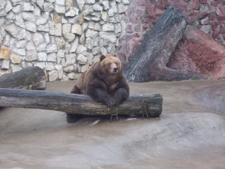 Наш вчерашний день. Зоопарк.