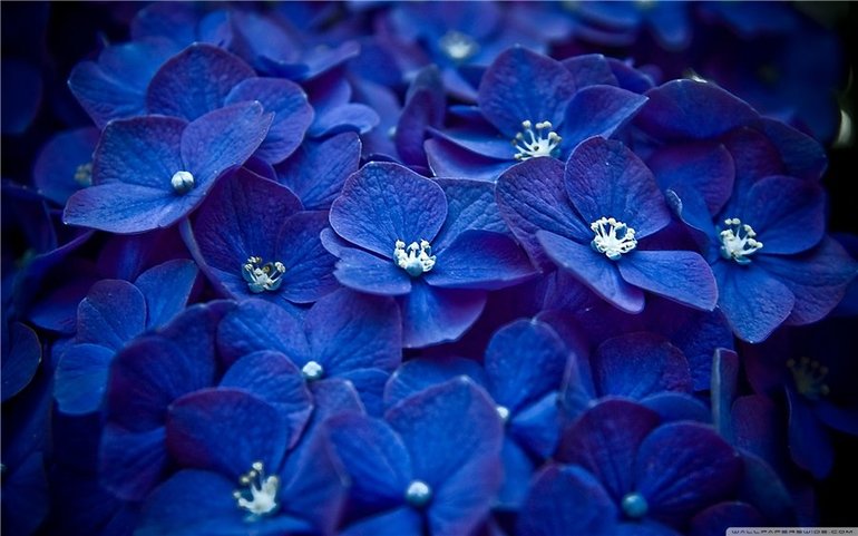 ТН Цвета. День 4 - Синий