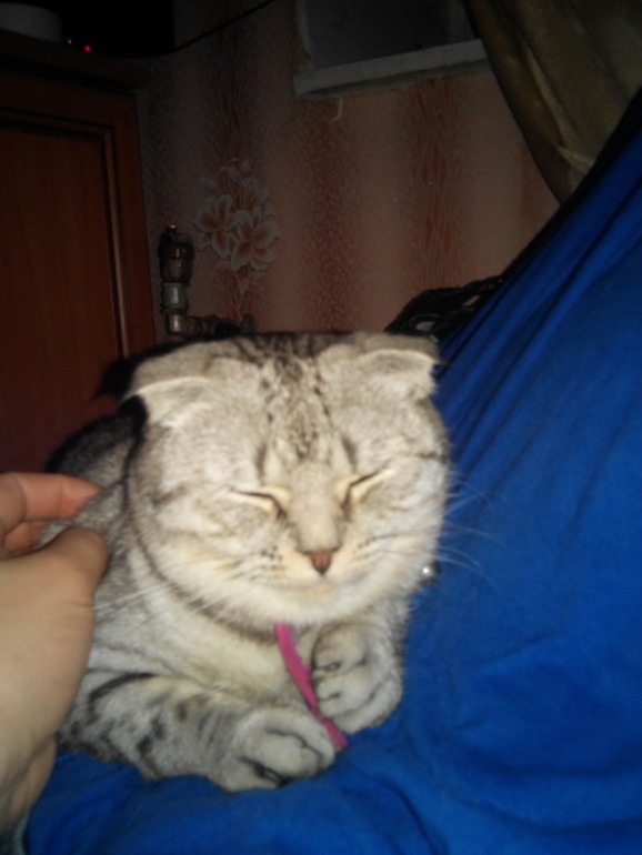 Помогите угадать) Какой породы кошечка))