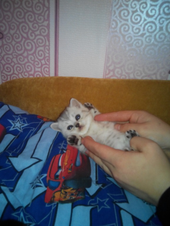 Нам три недельки.Помогите определить какого окраса будут малыши?