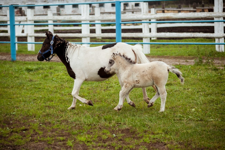 Терапия. Советую всем измотанным ожиданием и холодной осенью.