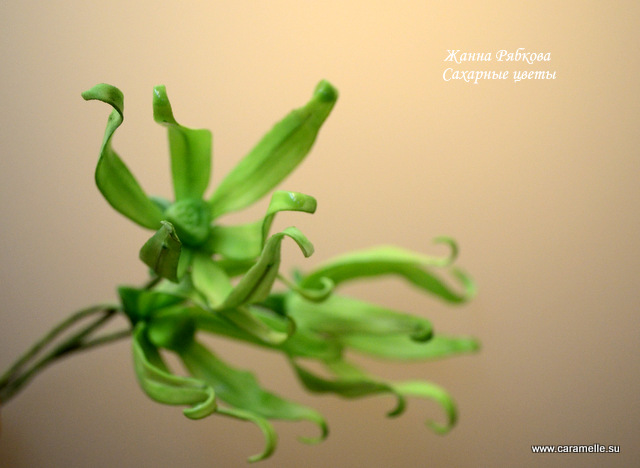 Сахарный Иланг-Иланг...)))