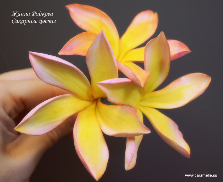 Сахарные Франджипани...