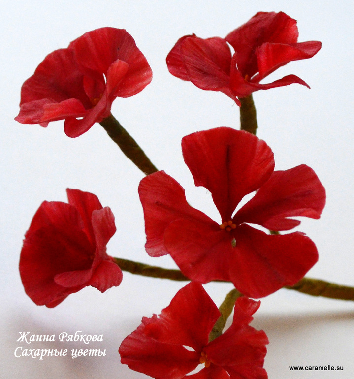 Цветы герани...