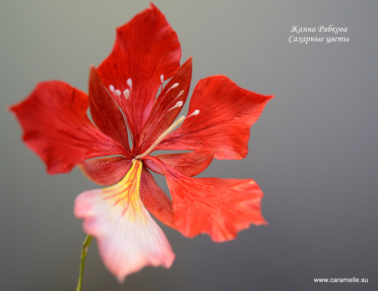 Сахарный Фламбаян...