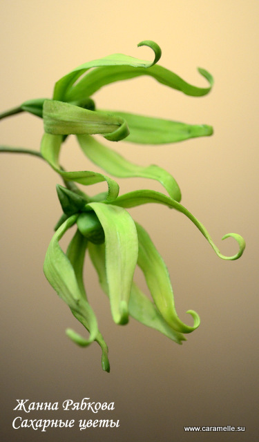 Сахарный Иланг-Иланг...)))