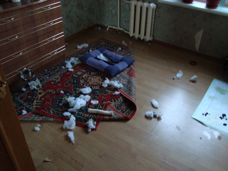 Как мой песик проводит время дома один :)