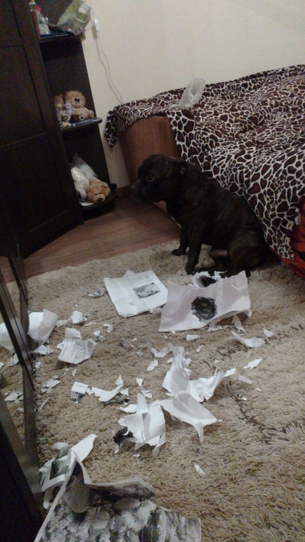 Как мой песик проводит время дома один :)