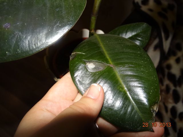 Фикус каучуковый