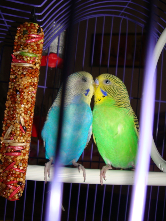 Как ухаживать и чем кормить попугайчиков????