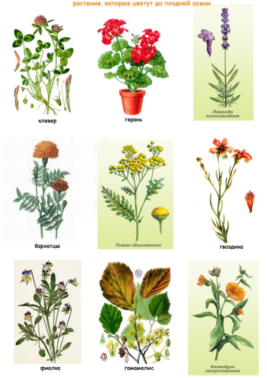 осенние вечера