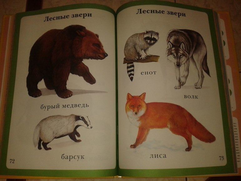 4.12 - Животный мир зимой.