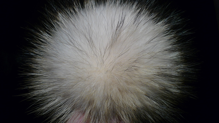 Меховые помпоны на любой вкус! Песец, Енот, Кролик.