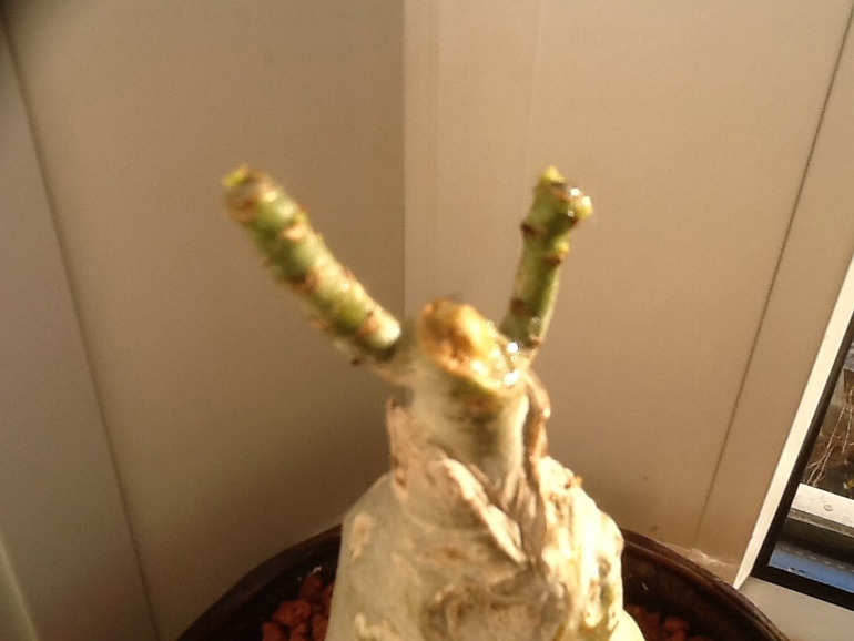 Результат от фитогормона