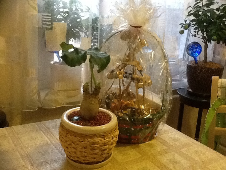 Котэээээээ:)