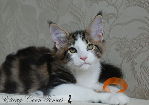 Принимайте в ряды владельцев домашних животных))))