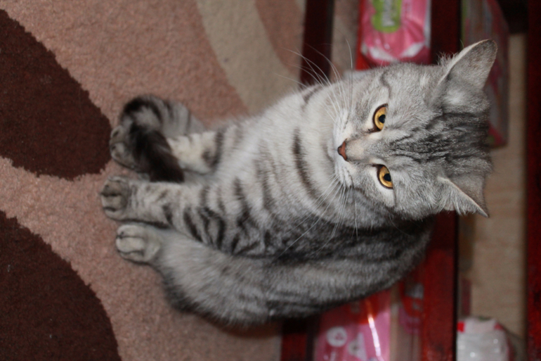 подстрижка шотландских кошек. шотландская вислоухая кошка. стрижка вислоухих. в добрые руки шотландского кота-мурлыки. Bri es11 фото котов.