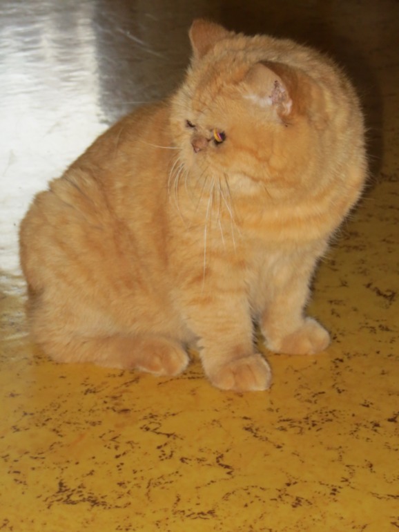 Моя котейка Сонька.