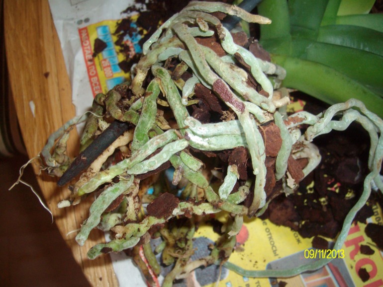 Пересаживаю орхидею. Нужна помощь!!!