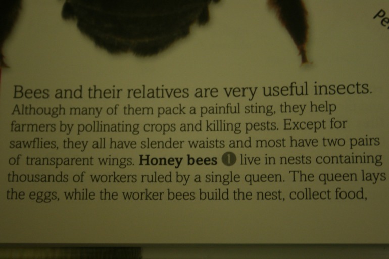 Наше новое увлечение