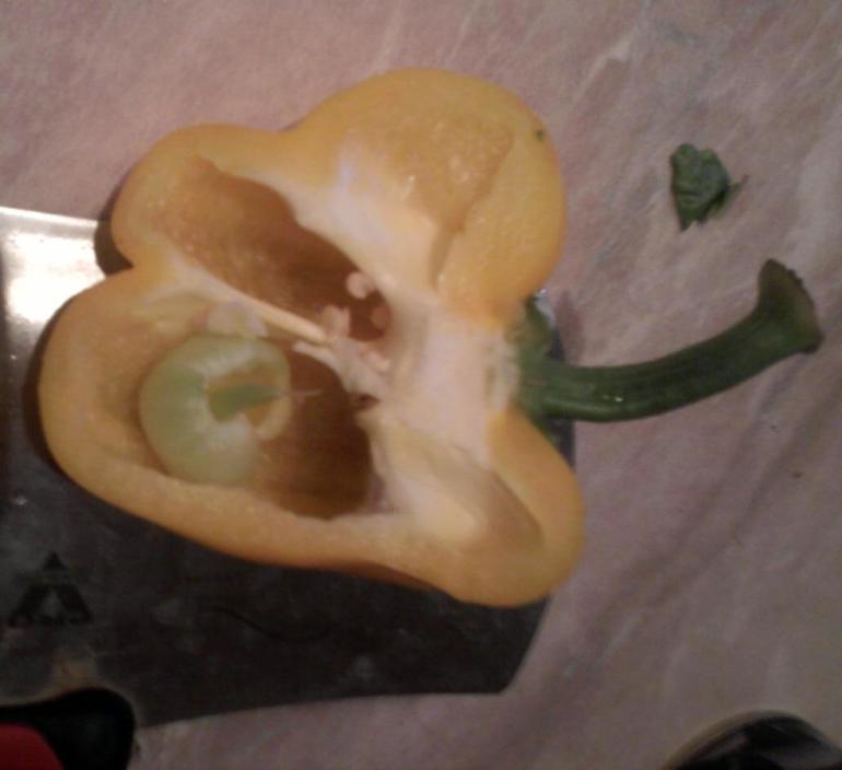 Беременный перец )))