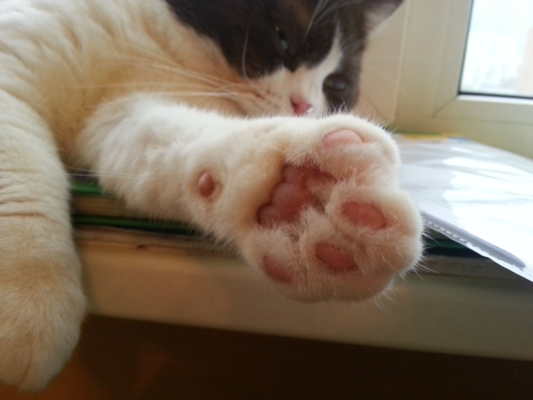 Стёпыч (просто фото)