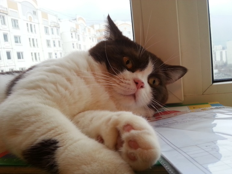 Стёпыч (просто фото)