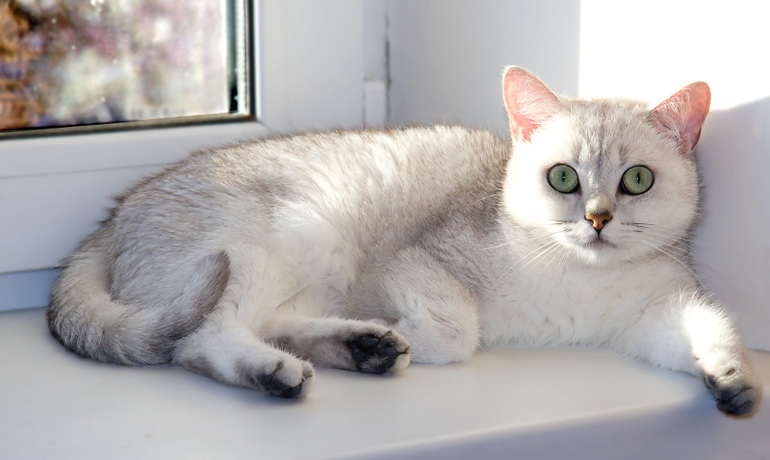 Наши любимцы)))