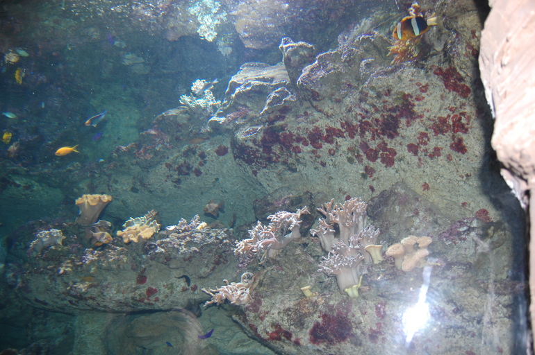 Эволюция и этапы жизни.