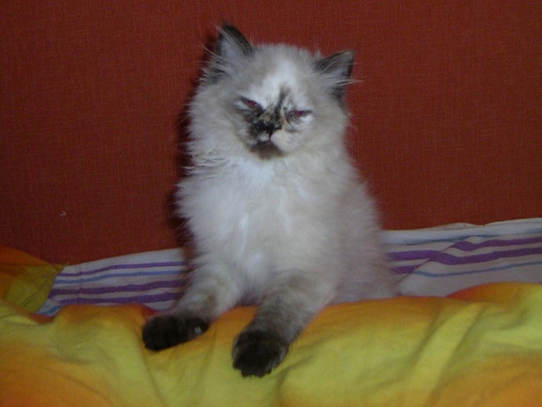 Забрали кису домой