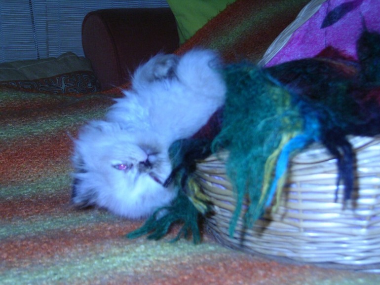 Забрали кису домой