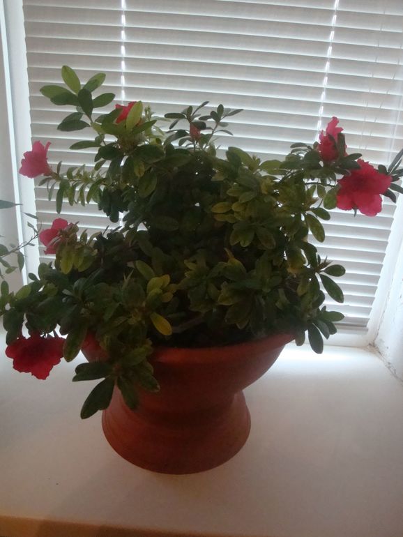 Что у меня сейчас цветет.