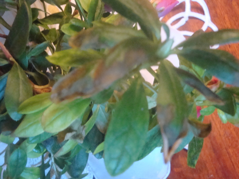 Что на листиках Азалии?