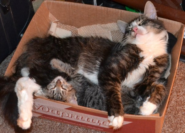 Наш Кузьма или история одного двОрянина