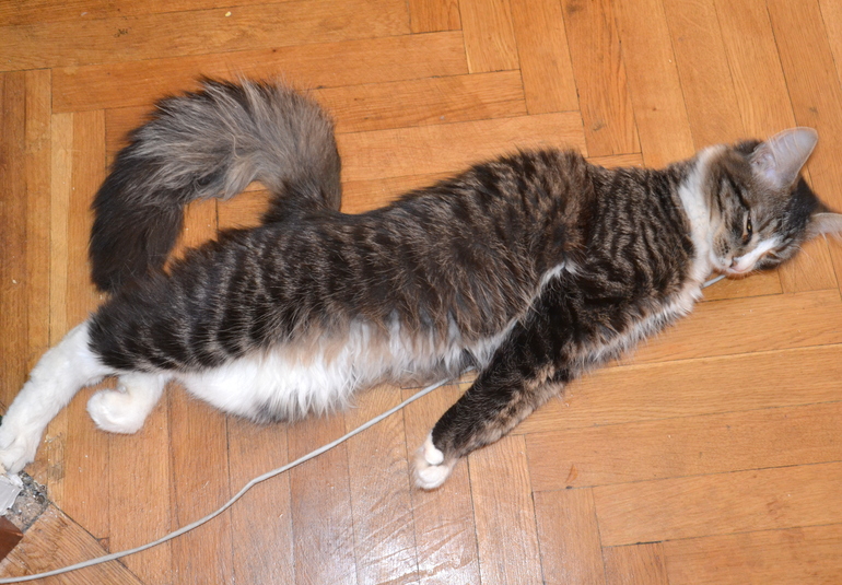 Наш Кузьма или история одного двОрянина