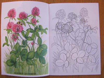 ТН Объекты природы  Д 6 Цветочек